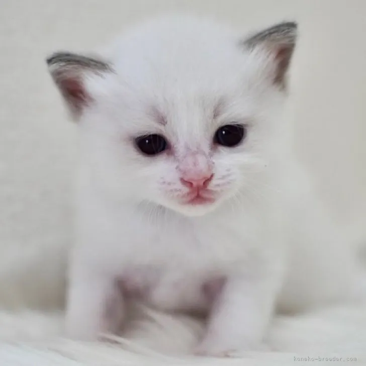 ID:2306-00936の子猫