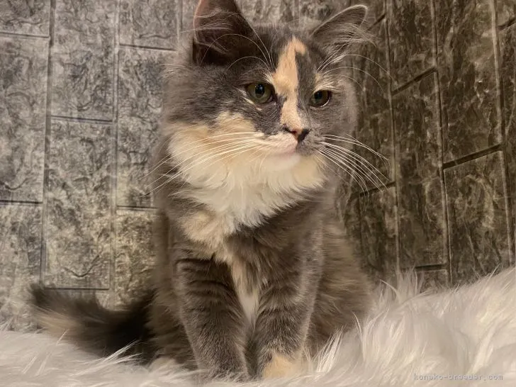 ID：2112-01446の子猫