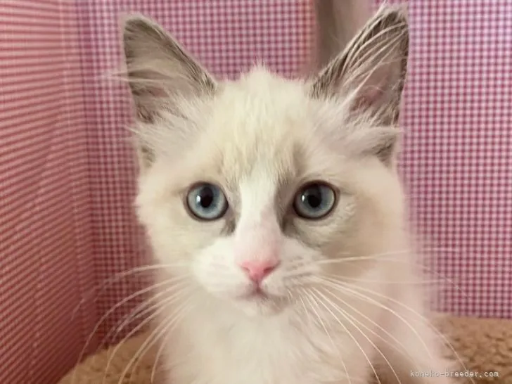 ID:2201-00419の子猫