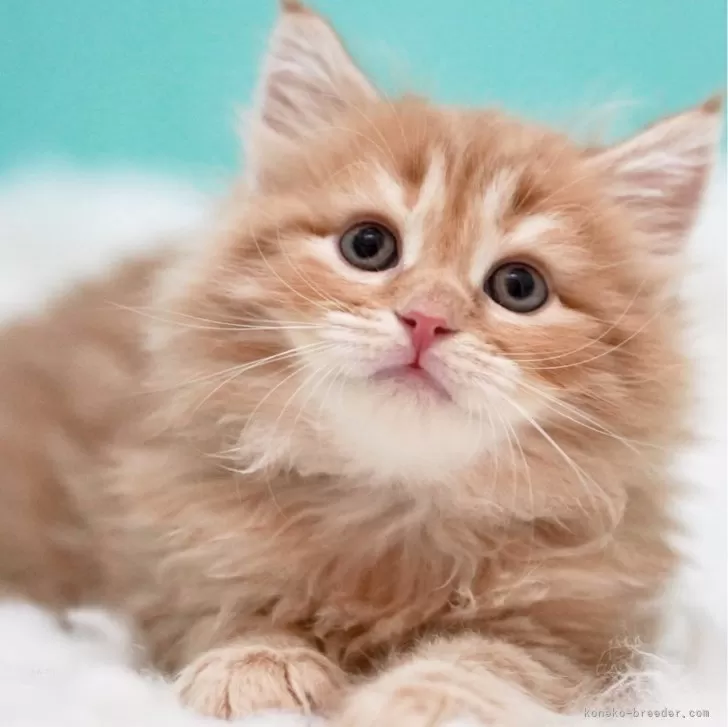 ID:2410-01212の子猫