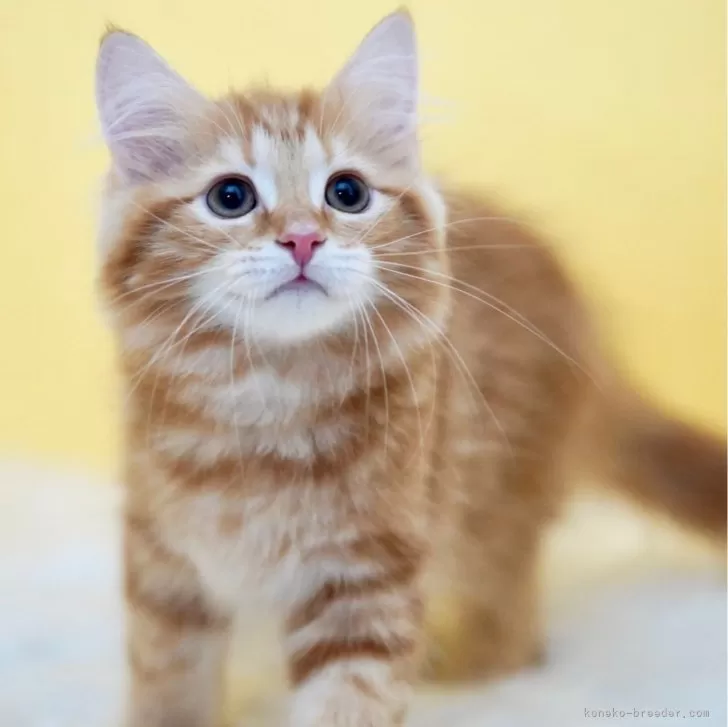ID:2402-00672の子猫