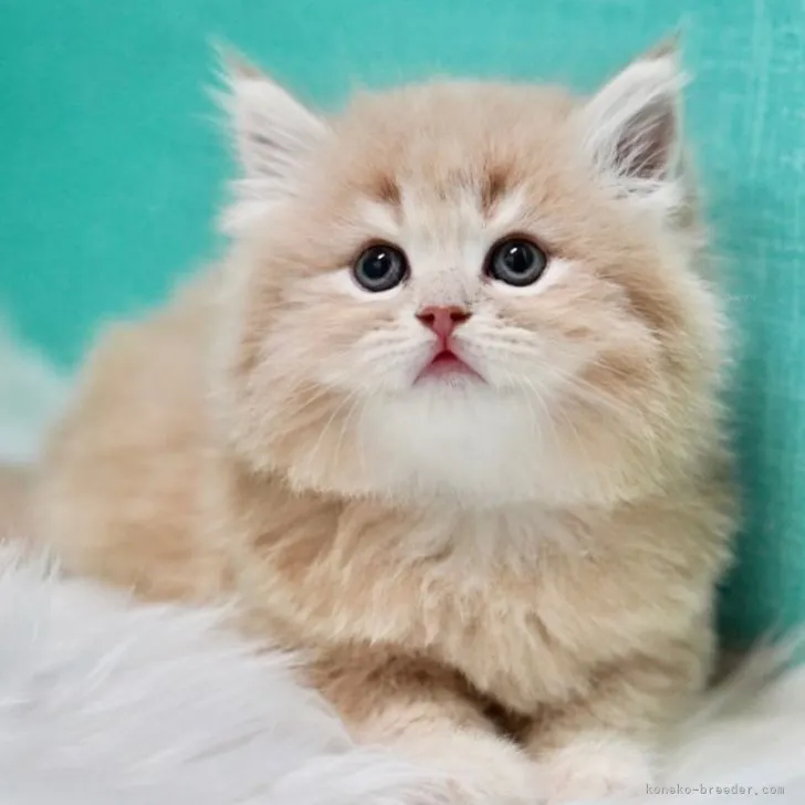 ID:2310-02710の子猫