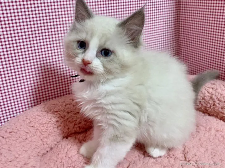 ID：2112-00951の子猫