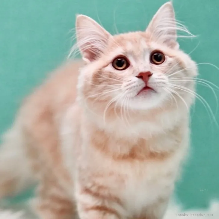 M.S 様のお迎えした子猫