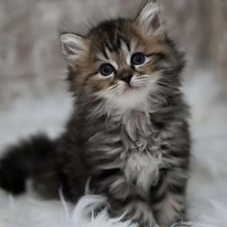 K.S 様のお迎えした子猫