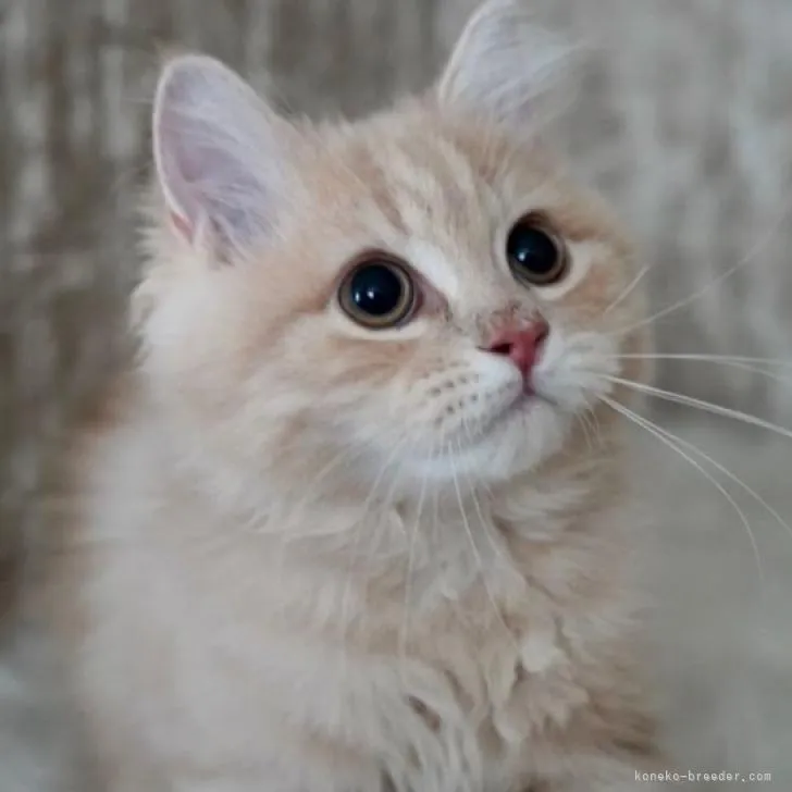 パル 様のお迎えした子猫