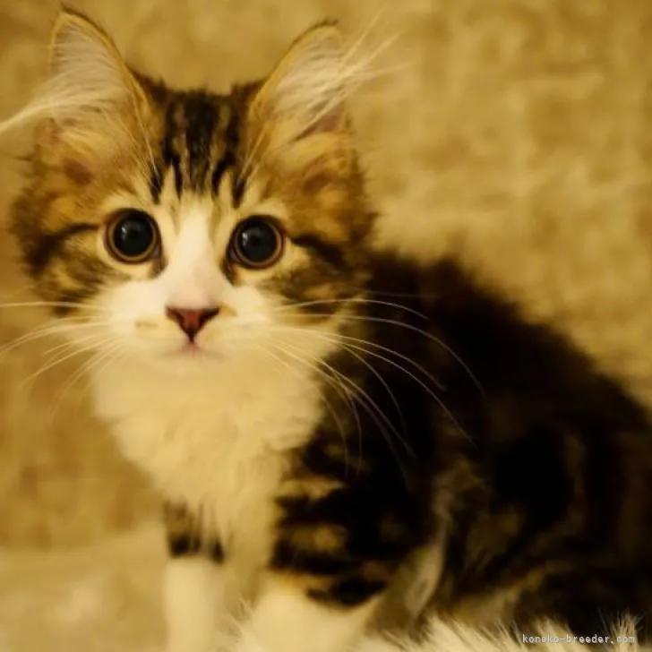 ID：2205-00663の子猫