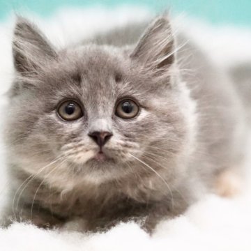 サイベリアン【東京都・女の子・2024年9月22日・ブルートーティー】の写真「親猫全頭/遺伝子検査『5項目クリア』親猫面会🆗」