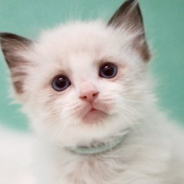ラグドール【東京都・男の子・2024年8月29日・シールポイントバイカラー】の写真「親猫全頭/遺伝子検査『5項目クリア』親猫面会🆗」