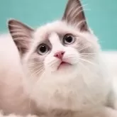 ラグドール【東京都・男の子・2024年5月12日・ブルーポイントバイカラー】の写真1