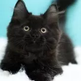 サイベリアン【東京都・男の子・2024年9月22日・ブラックスモーク】の写真1