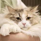 サイベリアン【・女の子・2024年2月23日・ダイリュートキャリコ】