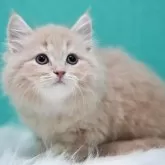サイベリアン【東京都・女の子・2023年9月23日・】の写真2