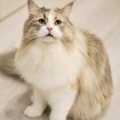 サイベリアン【・女の子・2024年2月23日・ダイリュートキャリコ】