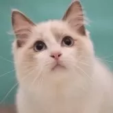 ラグドール【東京都・男の子・2024年4月4日・ブルーポイントバイカラー】の写真4
