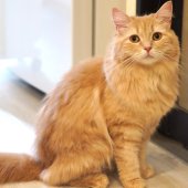 サイベリアン【・女の子・2023年3月29日・クリームタビー】