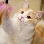 サイベリアン【・男の子・2024年4月26日・クリームタビー&ホワイト】