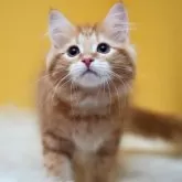 サイベリアン【東京都・男の子・2024年1月21日・レッドタビー】の写真5