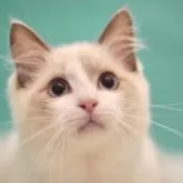 ラグドール【東京都・男の子・2024年4月4日・ブルーポイントバイカラー】の写真5