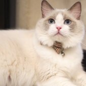 ラグドール【・女の子・2024年5月12日・ブルーポイントバイカラー】