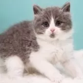 サイベリアン【東京都・男の子・2024年11月24日・ブルー&ホワイト】の写真11