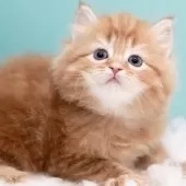 サイベリアン【東京都・女の子・2024年11月29日・レッドタビー&ホワイト】の写真11