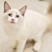 ラグドール【東京都・男の子・2025年6月5日・ブルーポイントバイカラー】の写真11