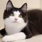 サイベリアン【東京都・男の子・2025年4月9日・ブラック&ホワイト】の写真12