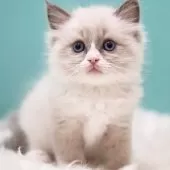 ラグドール【東京都・男の子・2024年12月16日・ブルーポイントバイカラー】の写真12