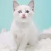 ラグドール【東京都・男の子・2025年9月8日・ブルーポイントバイカラー】の写真12