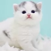 サイベリアン【東京都・男の子・2025年10月13日・ブルー&ホワイト】の写真12