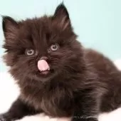 サイベリアン【東京都・男の子・2024年12月14日・ブラックスモーク】の写真12