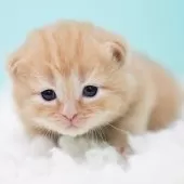 サイベリアン【東京都・男の子・2025年10月18日・レッドタビー&ホワイト】の写真12