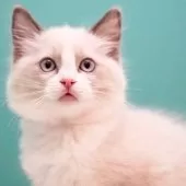 ラグドール【東京都・女の子・2024年11月21日・ブルーポイントバイカラー】の写真12