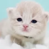 サイベリアン【東京都・男の子・2025年10月18日・クリームタビー&ホワイト】の写真2