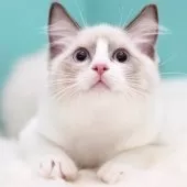 ラグドール【東京都・男の子・2025年6月10日・ブルーポイントバイカラー】の写真14