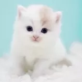 サイベリアン【東京都・男の子・2025年10月13日・クリーム&ホワイト】の写真13