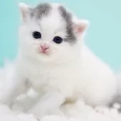 サイベリアン【東京都・男の子・2025年10月13日・ブルー&ホワイト】の写真14