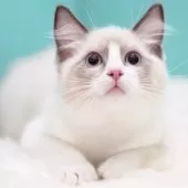 ラグドール【東京都・男の子・2025年6月10日・ブルーポイントバイカラー】の写真4