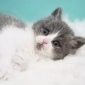 サイベリアン【東京都・男の子・2024年11月24日・ブルー&ホワイト】の写真14