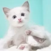 ラグドール【東京都・男の子・2025年9月22日・ブルーポイントバイカラー】の写真14