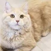 サイベリアン【東京都・男の子・2024年11月6日・クリームタビー】の写真14