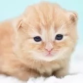 サイベリアン【東京都・男の子・2025年10月18日・レッドタビー&ホワイト】の写真14