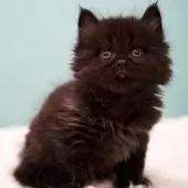 サイベリアン【東京都・男の子・2024年12月14日・ブラックスモーク】の写真14