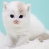 サイベリアン【東京都・男の子・2025年10月13日・クリーム&ホワイト】の写真15