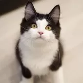 サイベリアン【東京都・男の子・2025年4月9日・ブラック&ホワイト】の写真15