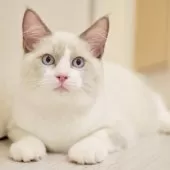 ラグドール【東京都・男の子・2025年6月5日・ブルーポイントバイカラー】の写真15