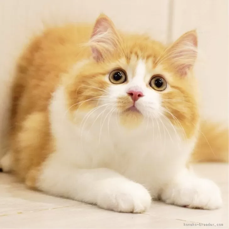 ID：2506-00581の子猫