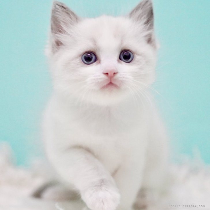 ブリーダー画像