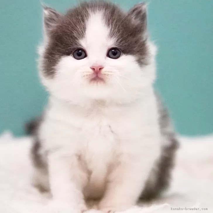 ID：2504-03438の子猫